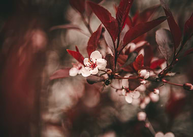 Little White Blossoms