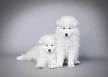Samoyed puppy