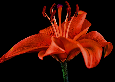 Red Lily On Black