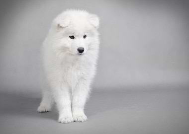 Samoyed puppy