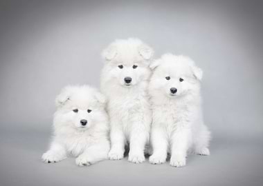Samoyed puppy
