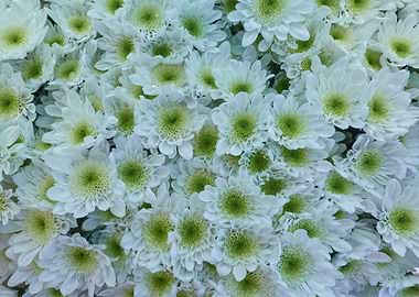 colorful daisy in bloom