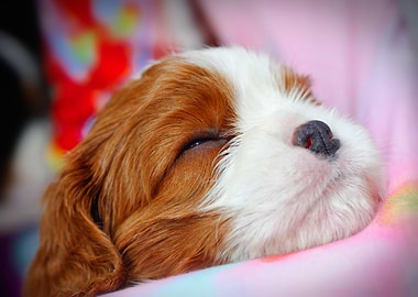 Cavalier puppy