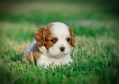 Cavalier puppy
