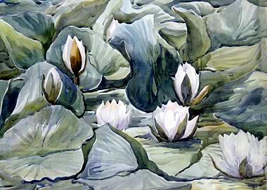 Lotus Flowers