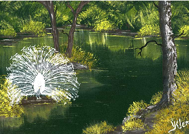 White Peacock