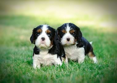 Cavalier puppies