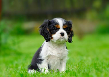 Cavalier puppy