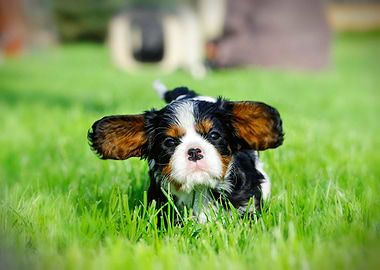 Cavalier puppy