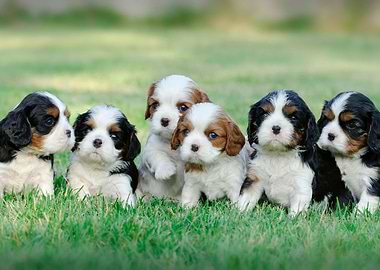 Cavalier puppies