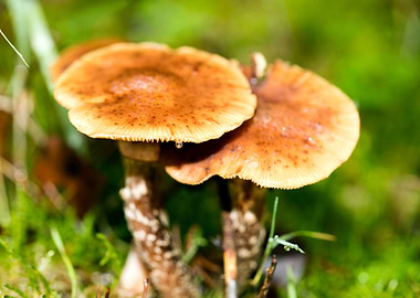 Trippy mushrooms close up