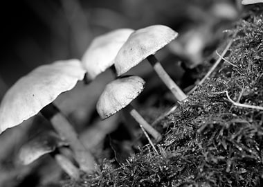 Mushrooms black and white