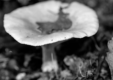 Mushrooms black and white