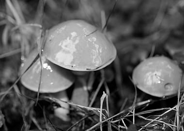 Mushrooms black and white