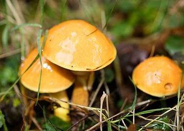 Trippy mushrooms close up