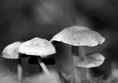Mushrooms black and white