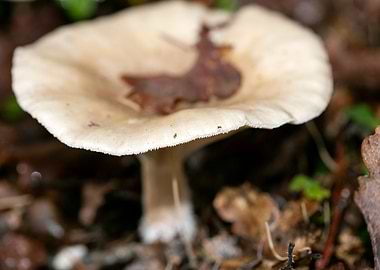 Trippy mushrooms close up