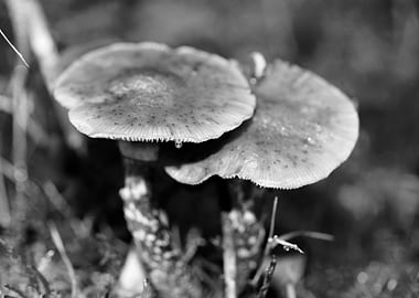 Mushrooms black and white