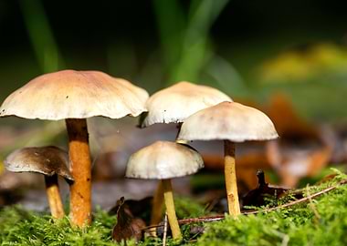 Trippy mushrooms close up