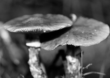Mushrooms black and white