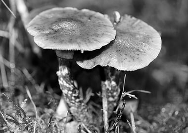 Mushrooms black and white