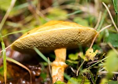 Trippy mushrooms close up