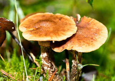 Trippy mushrooms close up