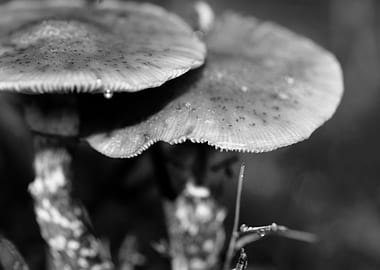 Mushrooms black and white