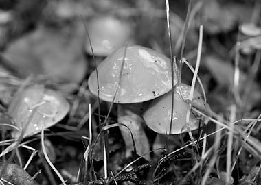 Mushrooms black and white
