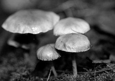 Mushrooms black and white