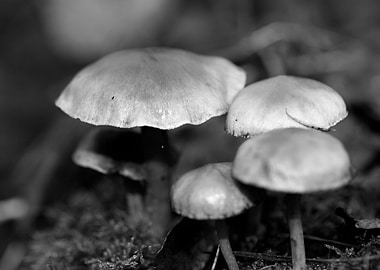 Mushrooms black and white