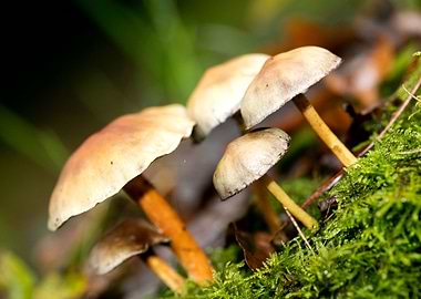 Trippy mushrooms close up