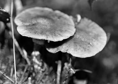 Mushrooms black and white
