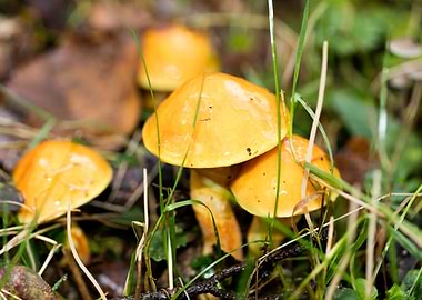 Trippy mushrooms close up