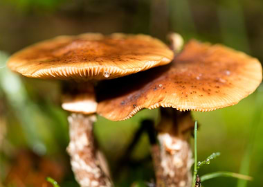 Trippy mushrooms close up