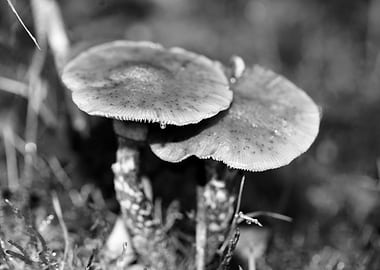 Mushrooms black and white