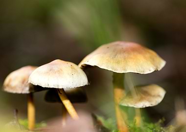 Trippy mushrooms close up