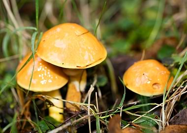 Trippy mushrooms close up