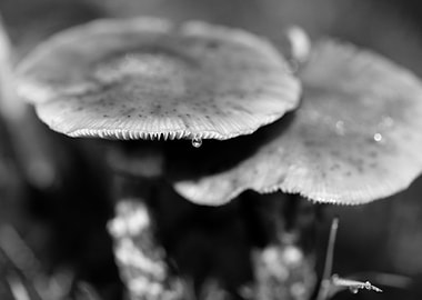 Mushrooms black and white