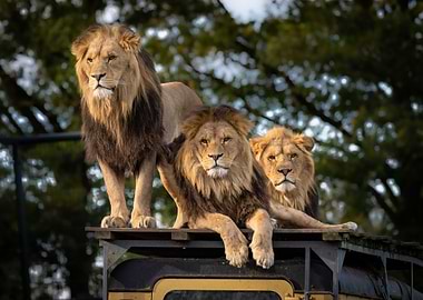 Lions