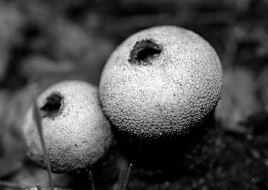 Mushrooms black and white