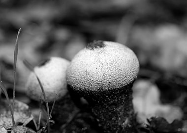 Mushrooms black and white