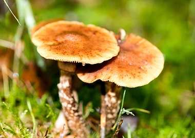 Trippy mushrooms close up
