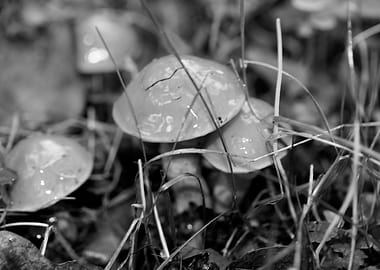 Mushrooms black and white