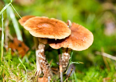 Trippy mushrooms close up