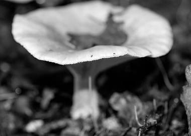 Mushrooms black and white