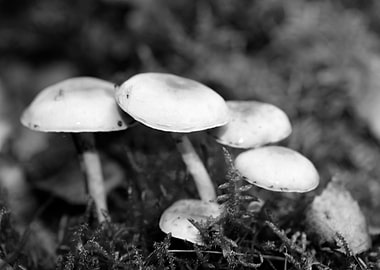 Mushrooms black and white