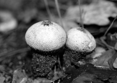 Mushrooms black and white