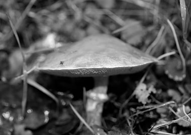 Mushrooms black and white