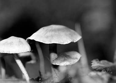 Mushrooms black and white